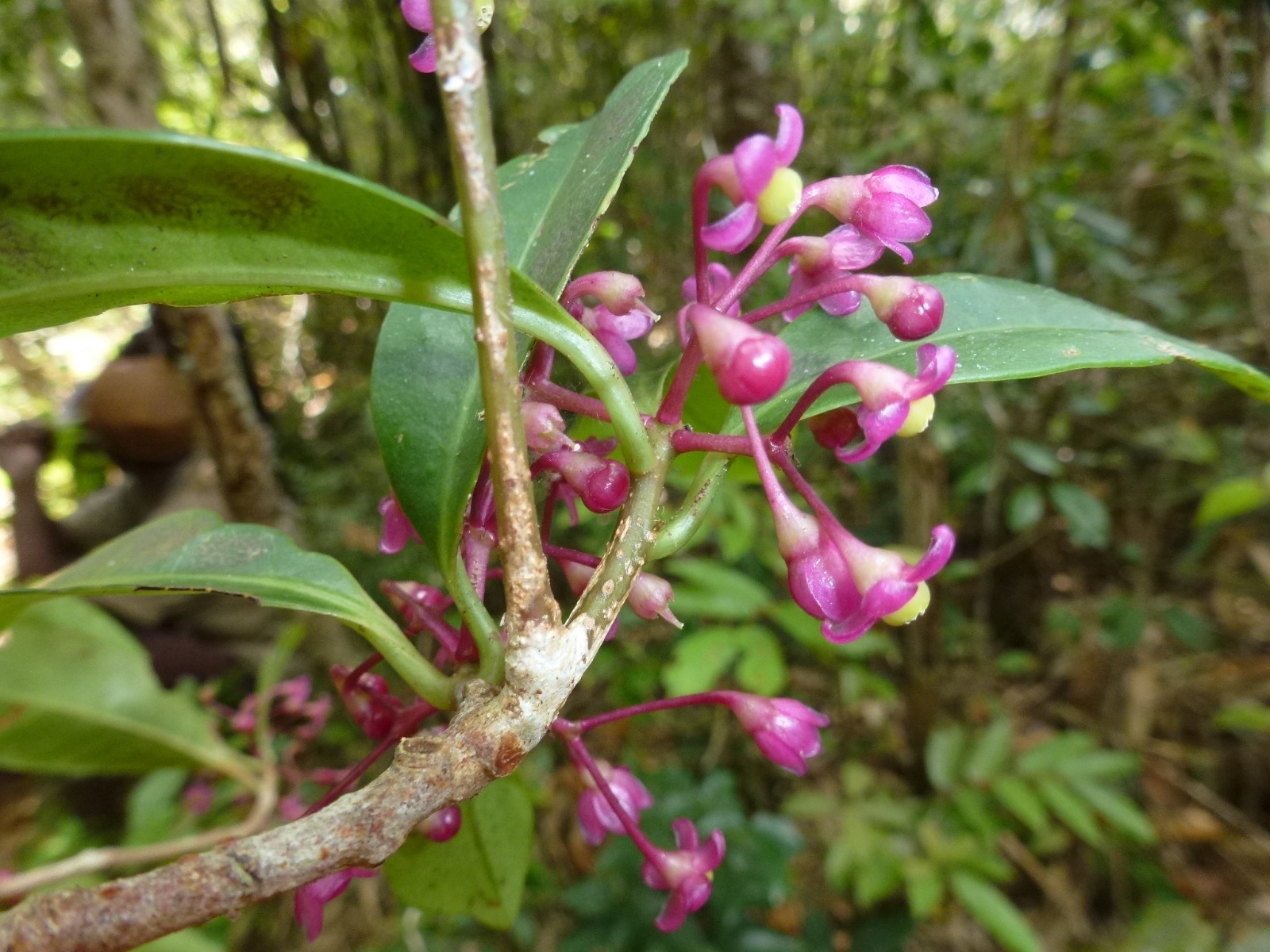 mazava-nature.com